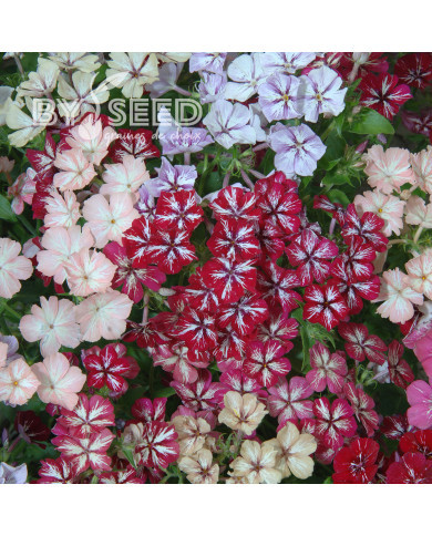 Phlox annuel Starry Eyes