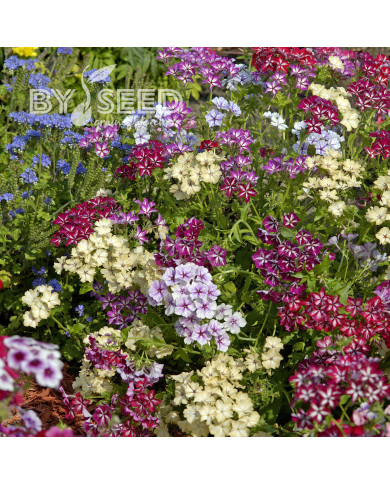 Phlox annuel Starry Eyes
