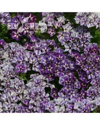Phlox annuel Sugar Stars