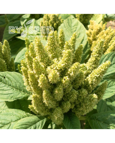 Amarante Green Thumb (Flèche verte)