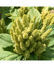 Amarante Hot Biscuits