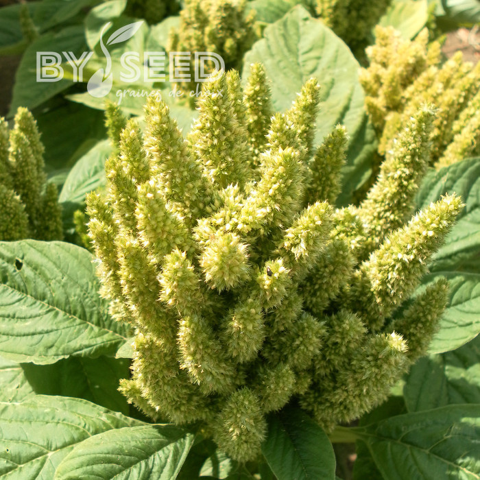 Amarante Green Thumb (Flèche verte)