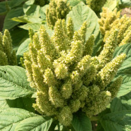 Amarante Green Thumb (Flèche verte)