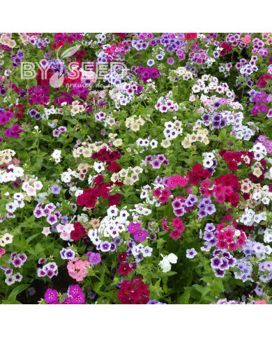 Phlox annuel Tapestry Mix
