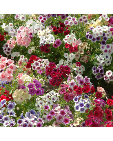 Phlox annuel Tapestry Mix