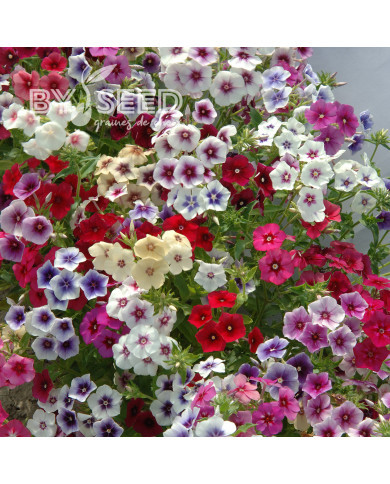 Phlox annuel Tapestry Mix