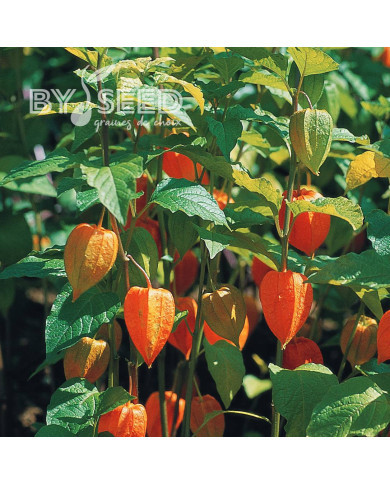 Physalis Amour-en-Cage - Alkékenge