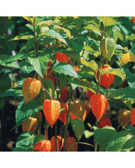 Agastache aurantiaca Orangeade