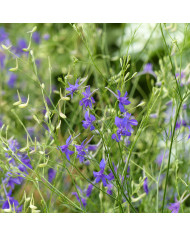Pied d'alouette annuel Fancy Belladonna