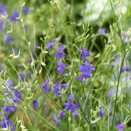 Pied d'alouette annuel Blue Cloud