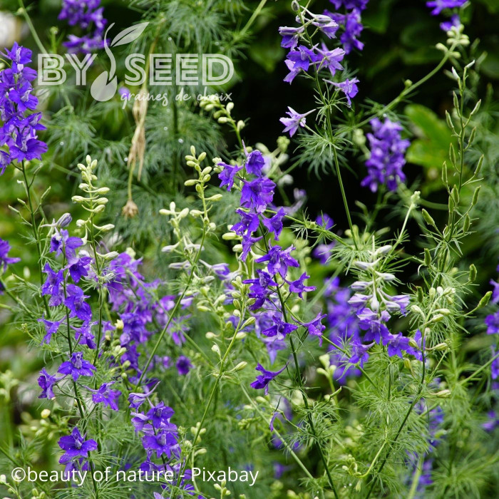 Pied d'alouette annuel Blue Cloud