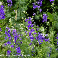Pied d'alouette annuel Blue Cloud