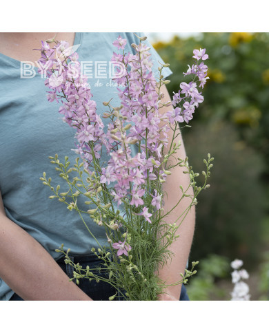 Pied d'alouette annuel Fancy Belladonna