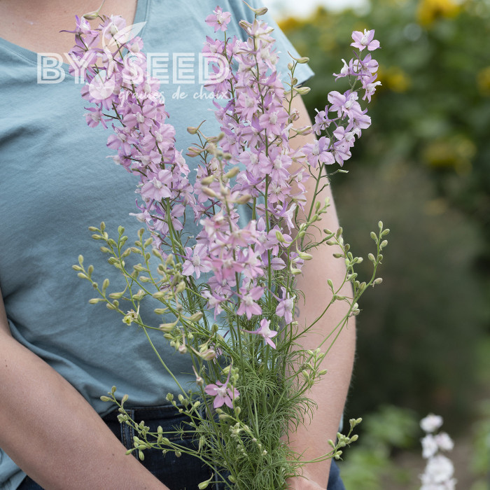 Pied d'alouette annuel Fancy Belladonna