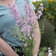 Pied d'alouette annuel Fancy Belladonna