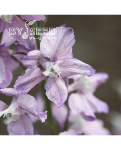 Pied d'alouette annuel Fancy Belladonna