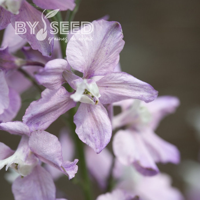 Pied d'alouette annuel Fancy Belladonna