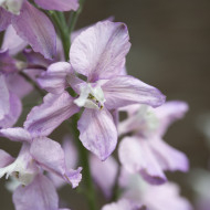Pied d'alouette annuel Fancy Belladonna