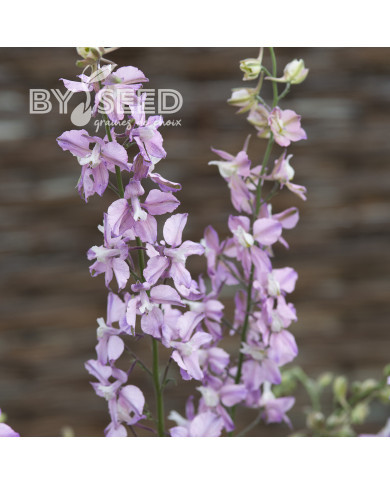 Pied d'alouette annuel Fancy Belladonna