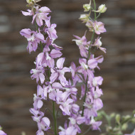 Pied d'alouette annuel Fancy Belladonna