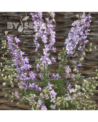 Pied d'alouette annuel Fancy Belladonna