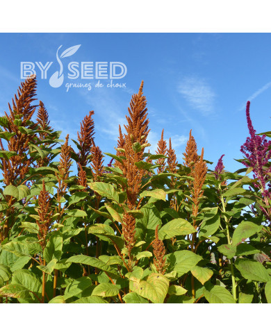 Amarante Hot Biscuits