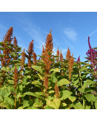 Amarante Green Thumb (Flèche verte)