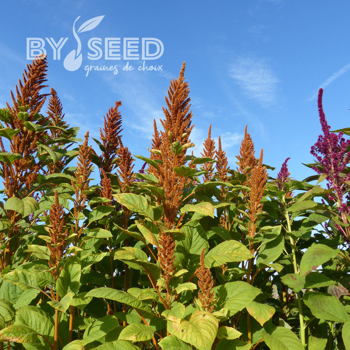 Amarante Hot Biscuits