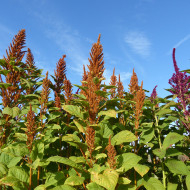 Amarante Hot Biscuits