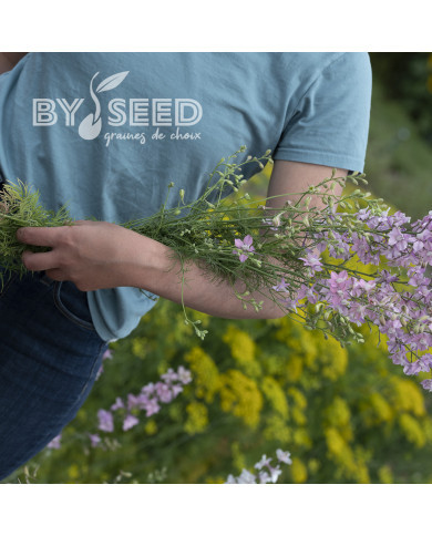 Pied d'alouette annuel Fancy Belladonna