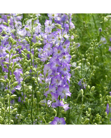 Pied d'alouette annuel Fancy Purple Picotee