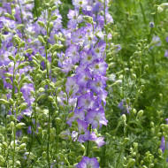 Pied d'alouette annuel Fancy Purple Picotee