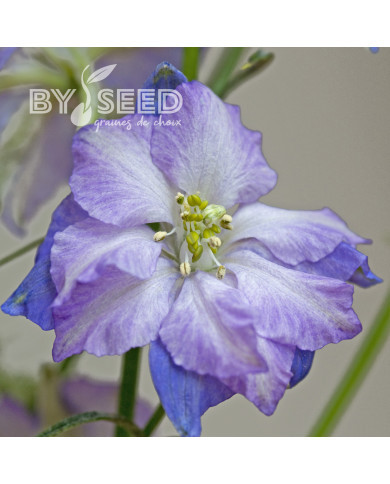 Pied d'alouette annuel Fancy Purple Picotee
