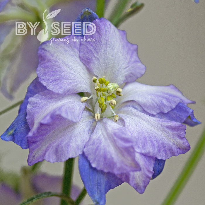 Pied d'alouette annuel Fancy Purple Picotee