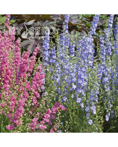 Pied d'alouette annuel Fancy Purple Picotee