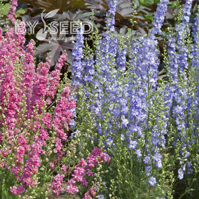 Pied d'alouette annuel Fancy Purple Picotee