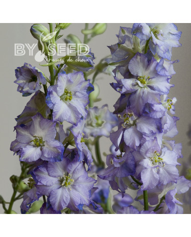 Pied d'alouette annuel Fancy Purple Picotee