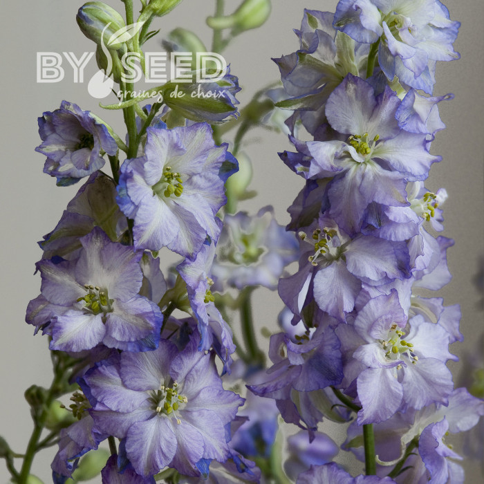 Pied d'alouette annuel Fancy Purple Picotee
