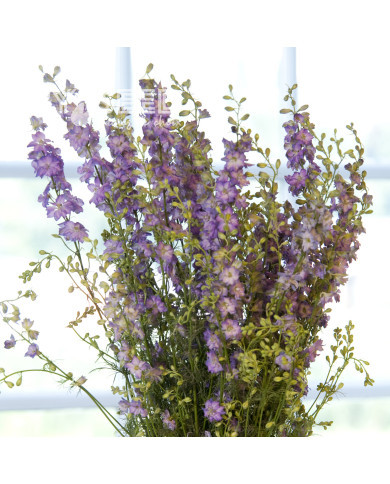 Pied d'alouette annuel Fancy Purple Picotee