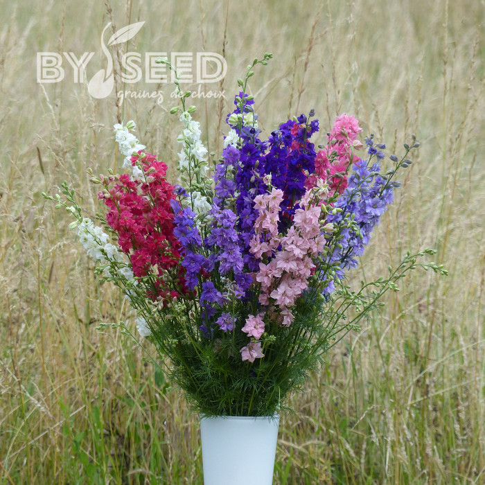Pied d'alouette annuel Imperial QIS® Formula Mix