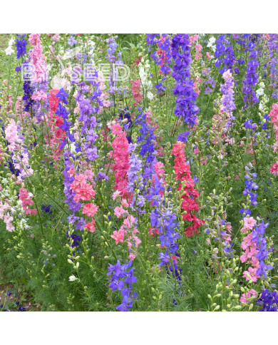 Pied d'alouette annuel Imperial QIS® Formula Mix