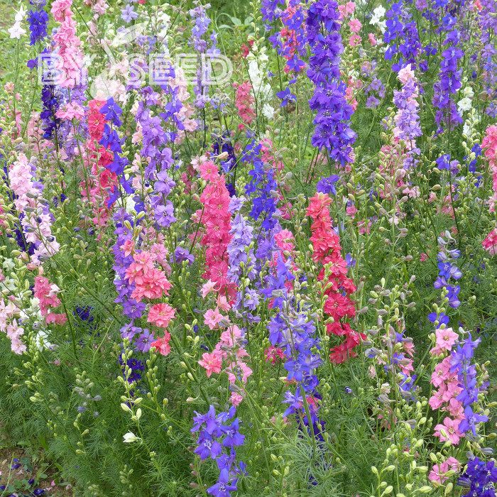 Pied d'alouette annuel Imperial QIS® Formula Mix