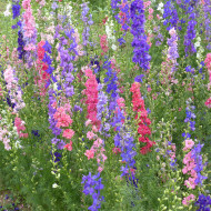 Pied d'alouette annuel Imperial QIS® Formula Mix