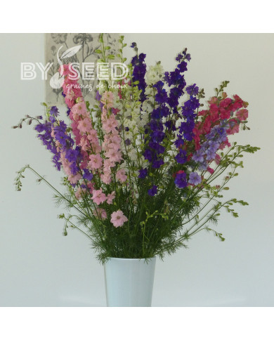 Pied d'alouette annuel Imperial QIS® Formula Mix