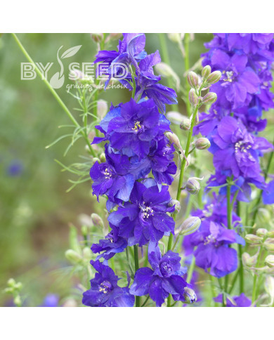 Pied d'alouette annuel Imperial QIS® Dark Blue