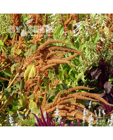 Amarante Hot Biscuits