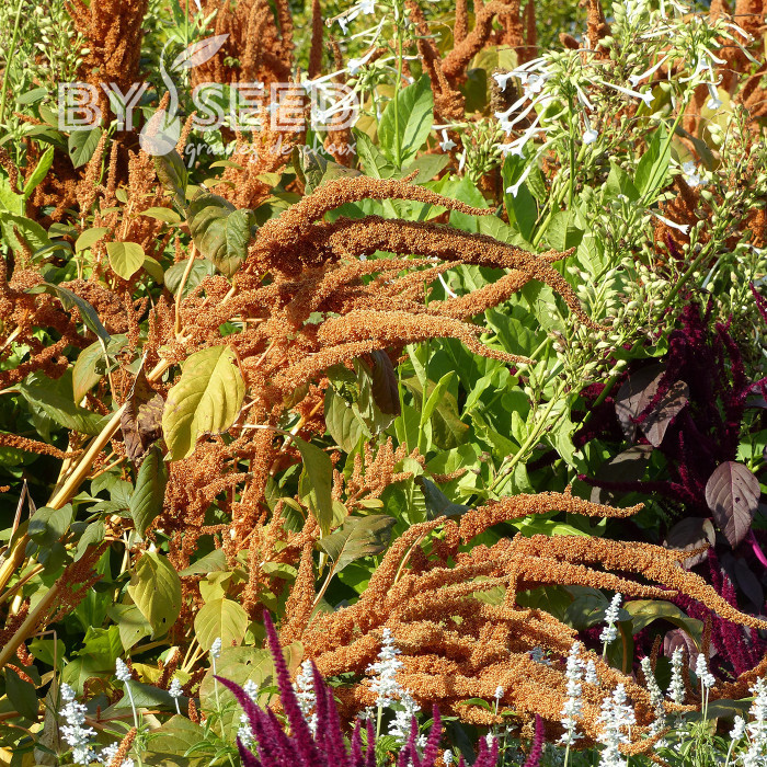 Amarante Hot Biscuits