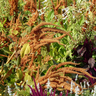 Amarante Hot Biscuits