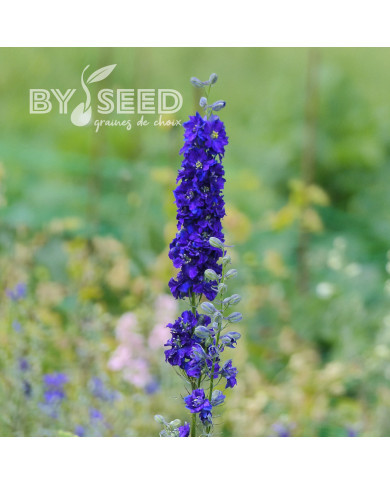 Pied d'alouette annuel Imperial QIS® Dark Blue