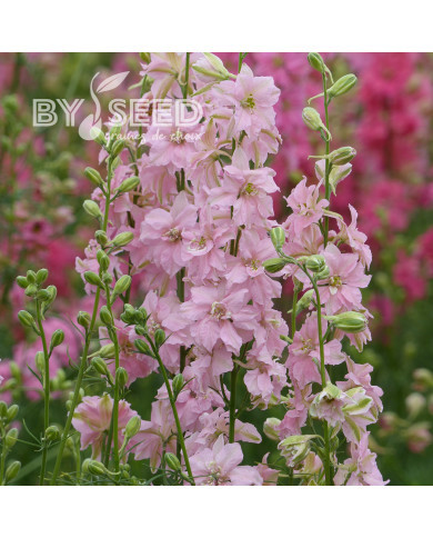 Pied d'alouette annuel Imperial QIS® Light Pink